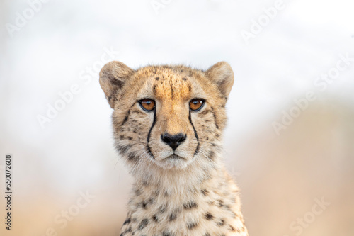 Portrait of a cheetah in South Africa