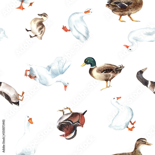 Duck village  american pekin seamless patterns. Mandarin  mallard  duckling  animals farm  zoo. Cute birds. clipart  Stock illustration. Hand painted in watercolor.