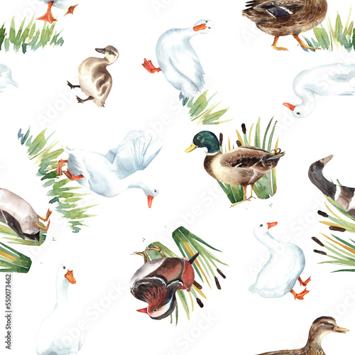 Duck village, american pekin seamless patterns. Mandarin, mallard, duckling, animals farm, zoo. Cute birds. clipart  Stock illustration. Hand painted in watercolor. © Evgeniia