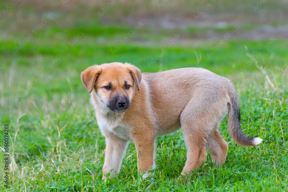 Adorable mixed breed puppy in the summer grass. Adorable mixed breed puppy in the summer grass.