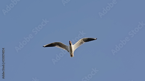 Black-headed gull in flight on a clear blue sky, view from below - Chroicocephalus ridibundus