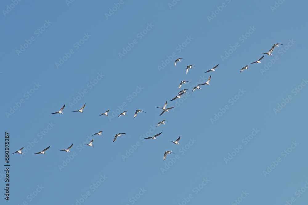 Formation of Canada geese in flight, low angle view - Branta canadensis 