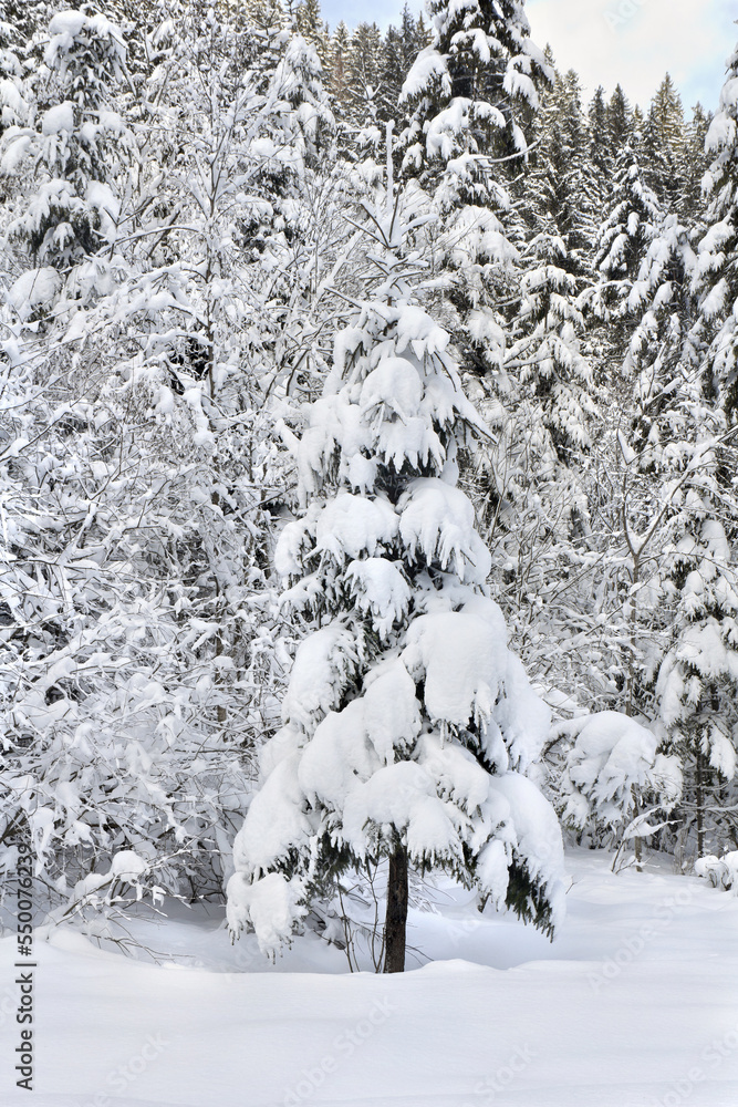 Spruce, Christmas tree in snow during snowfall. Winter landscape with of fir forest Spruce, Christmas tree in snow during snowfall. Winter landscape with of fir forest