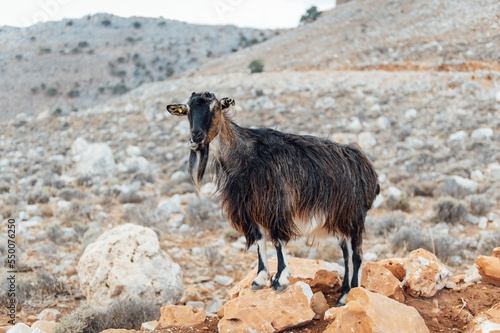 Mountain goat in the middle of nature. Mountain range, Crete island, Greece