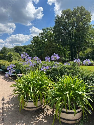 African lilly bulbs (agapanthus) in to the big pots