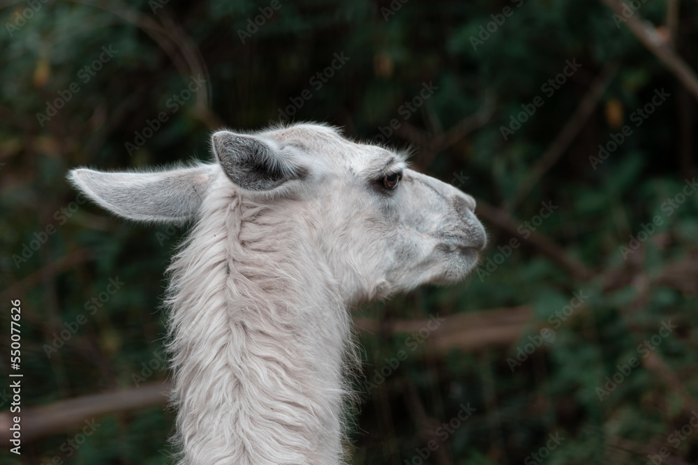 Obraz premium close up of a white alpaca llama