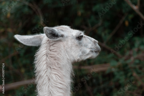 close up of a white alpaca llama