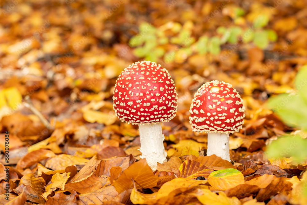 Amanita muscaria mushrooms in autumn forest in autumn time. Fly agaric, wild poisonous red mushroom in yellow-orange fallen leaves. fall season Amanita muscaria mushrooms in autumn forest in autumn time. Fly agaric, wild poisonous red mushroom in yellow-orange fallen leaves. fall season