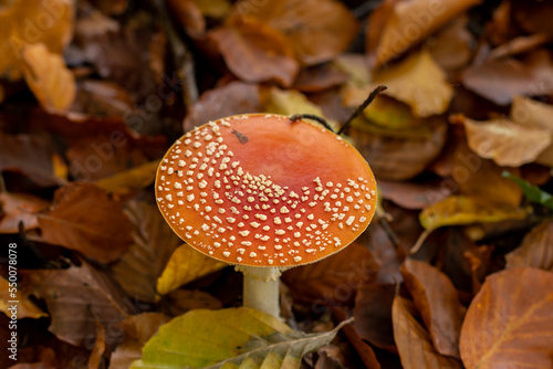 Amanita muscaria mushrooms in autumn forest in autumn time. Fly agaric, wild poisonous red mushroom in yellow-orange fallen leaves. fall season