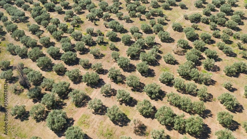 Aerial shot of olive trees fields in mainland Greece