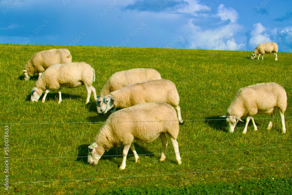 Fototapeta premium sheep and lambs