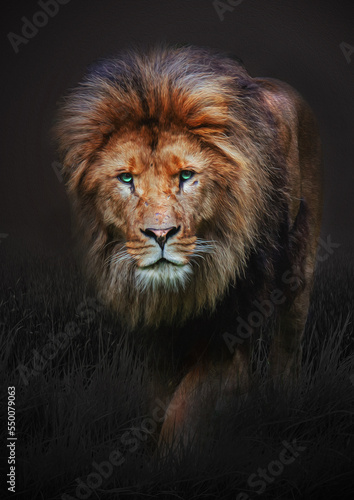 Fototapeta Naklejka Na Ścianę i Meble -  modern oil painting of king lion face on black background, artist collection of animal painting for decoration and interior, canvas art, abstract.