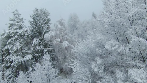 FPV DRONE: White forest tree canopies after fresh snow on a cloudy winter day. Winter fairy tale above woodland area with beautiful snowy trees. Flying close to snow-covered treetops in winter mist.