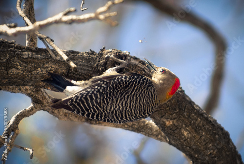 Pájaro carpintero.
Conocidos como pícidos  son una gran familia de aves del orden de las Piciformes que incluye 218 especies conocidas popularmente como pájaros carpinteros. photo