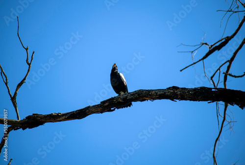 Australian Magpie (Gymnorhina tibicen)