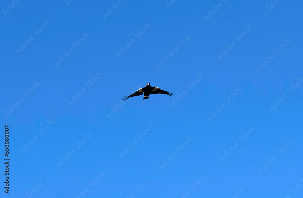 Australian Magpie (Gymnorhina tibicen) Australian Magpie (Gymnorhina tibicen)