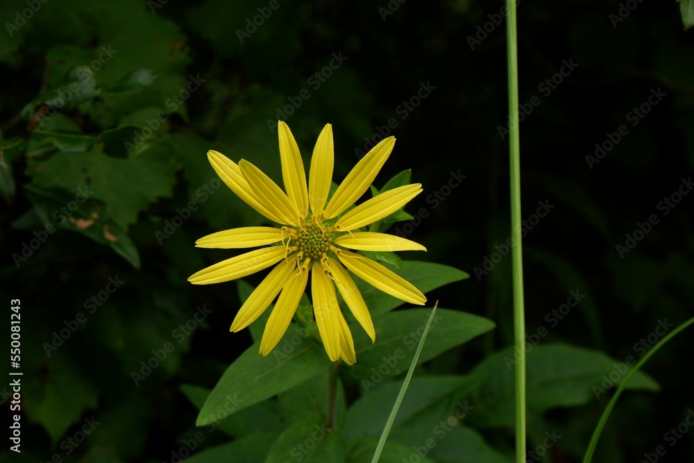 Fototapeta premium Closeup of a beautiful yellow starry rosinweed (Silphium asteriscus) flower