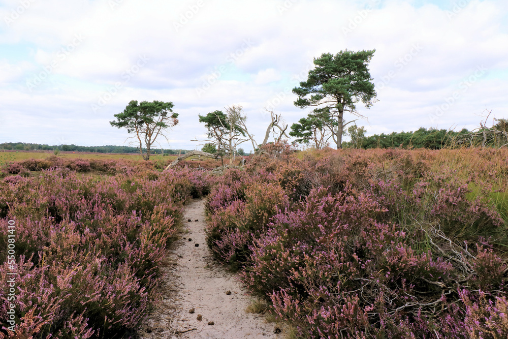 purple moor in the cross border park the Zoom and Kalmthout heath in Belgium, the Netherlands purple moor in the cross border park the Zoom and Kalmthout heath in Belgium, the Netherlands
