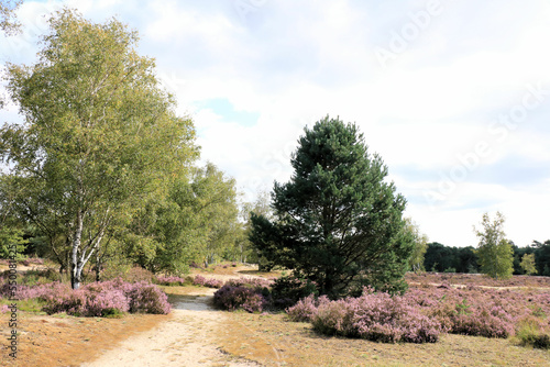 purple colors in the cross border park the Zoom and Kalmthout heath in Belgium, the Netherlands photo