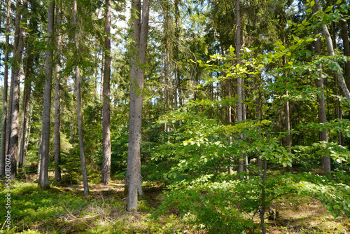 Forest dieback due to climate change, drought and storms and deforestation