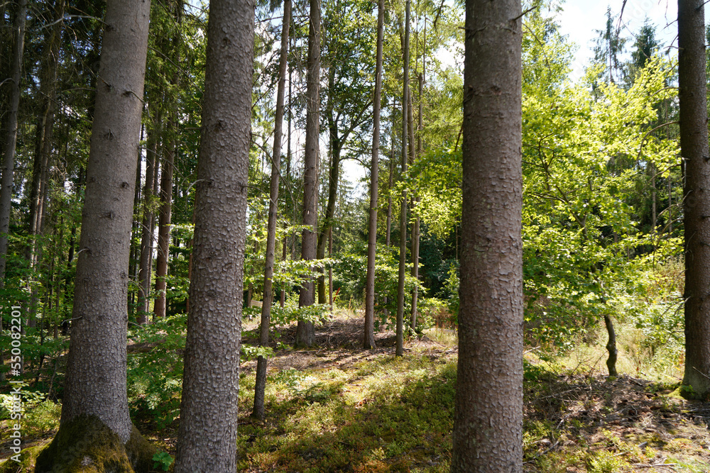 Forest dieback due to climate change, drought and storms and deforestation Forest dieback due to climate change, drought and storms and deforestation