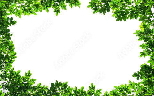 Fototapeta Naklejka Na Ścianę i Meble -  Frame of green leaves on background with center space