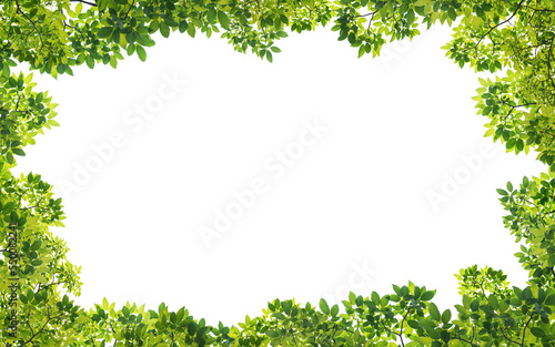 Frame of green leaves on background with center space