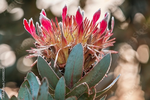 Closeup of a sugarbush (Protea) against blurred background photo