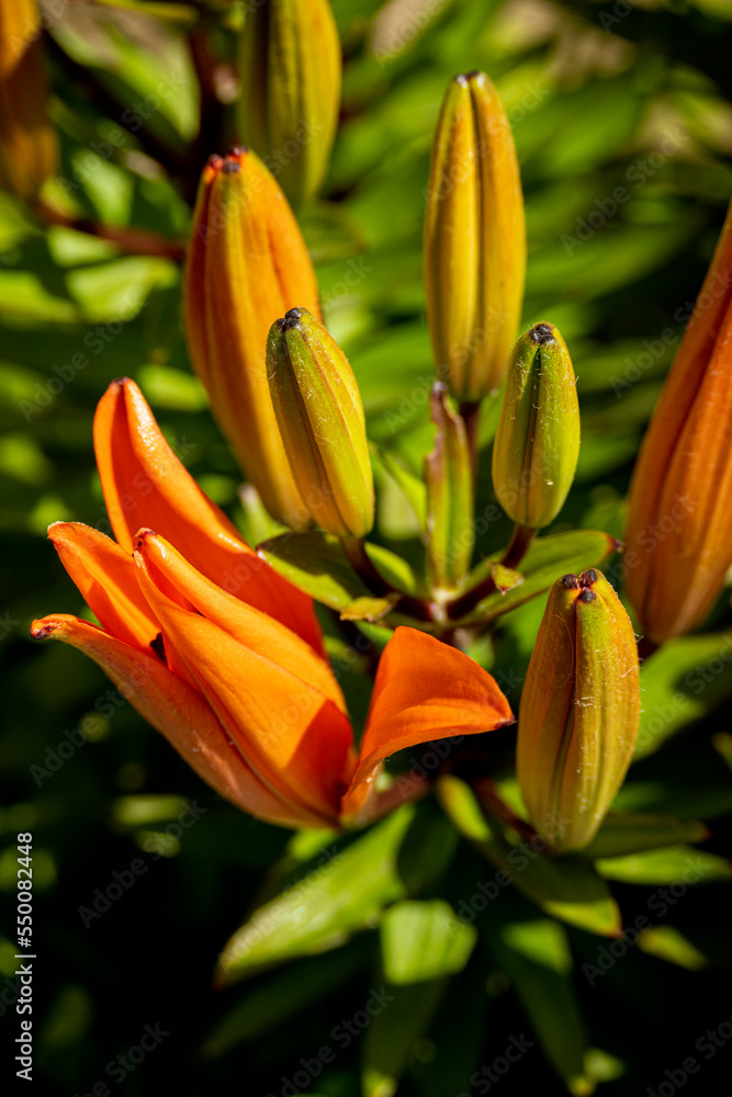 Obraz premium Lilium bulbiferum, azucena anaranjada, orange lily