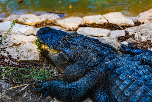 portrait alligator on the ground