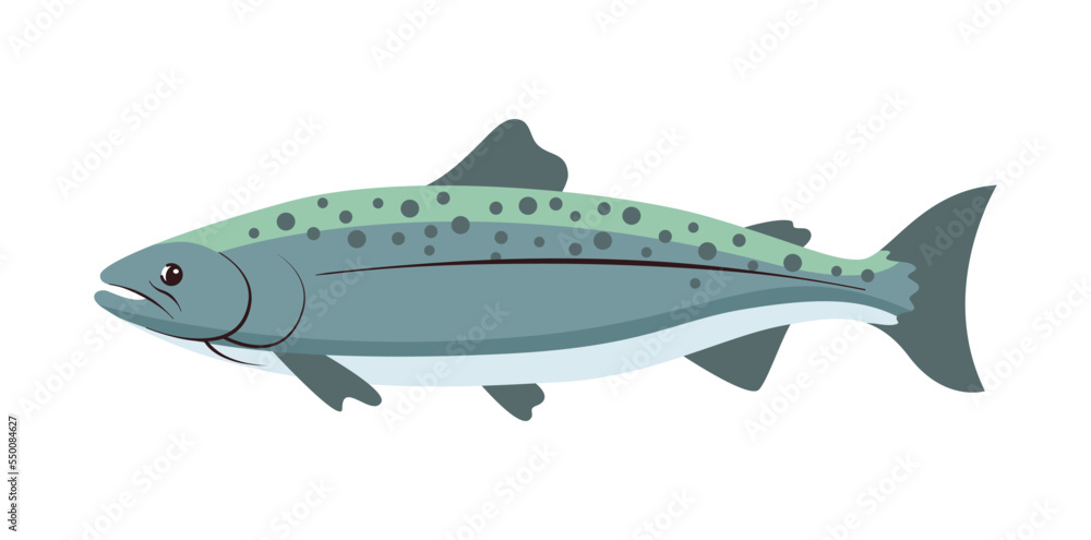 Fototapeta premium Salmon whole red fish, vector illustration isolated on white background. Blue element. Realistic seafood product, sushi ingredient, healthy nutrition.