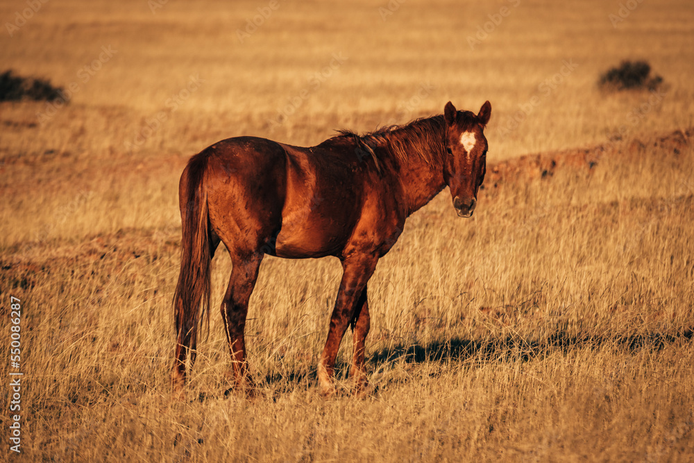 Namibisches Wildpferd steht in der Ebene im Licht der untergehenden Sonne (Garub, Namibia) Namibisches Wildpferd steht in der Ebene im Licht der untergehenden Sonne (Garub, Namibia)