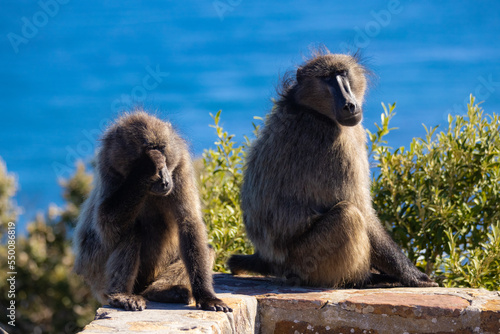Photography Baboons siiting on a wall