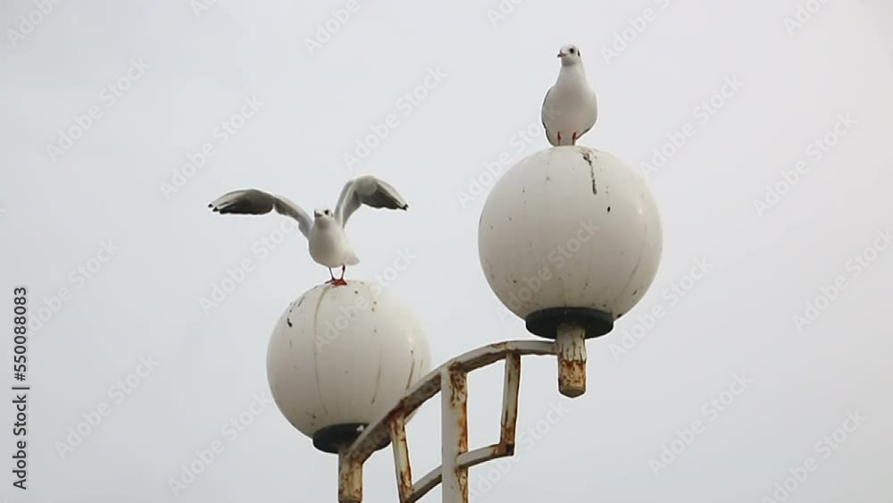 Seagulls sit on round white lanterns in the video
Seagulls sit on round white lanterns in the video