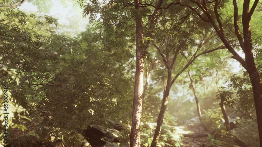 beautiful green forest glade in a light of sun beautiful green forest glade in a light of sun
