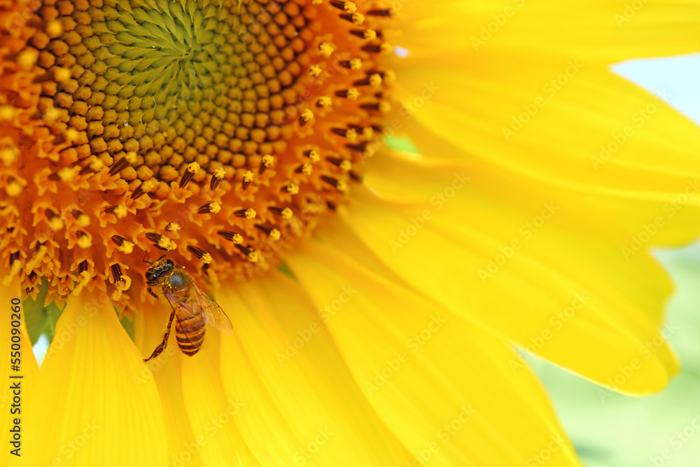 Closeup of partial full bloom Sunflower with a little bee collecting nectar Closeup of partial full bloom Sunflower with a little bee collecting nectar
