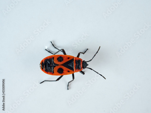 European Firebug on a white background. Pyrrhocoris apterus 