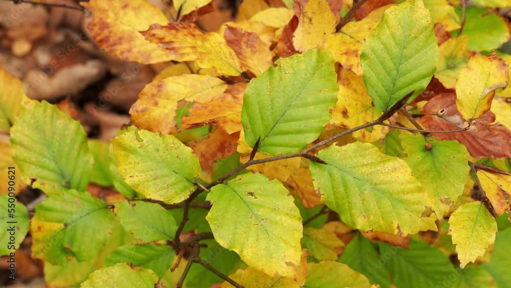Autumn beech leaves on a branch Autumn beech leaves on a branch
