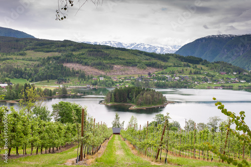 View at Ulvikfjord from Ulvik farms