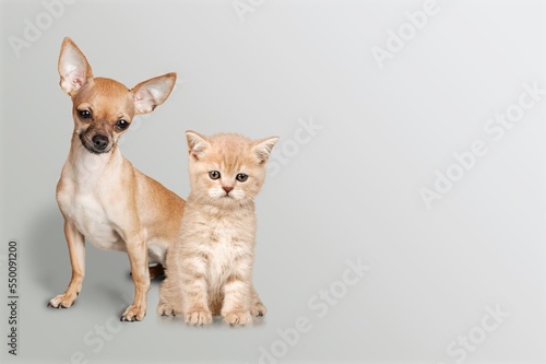 Adorable cute domestic dog with cat © BillionPhotos.com