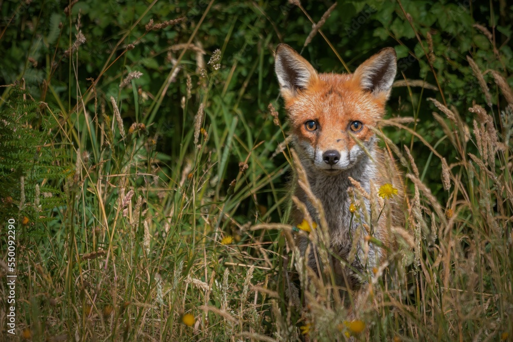 red fox in the wild red fox in the wild