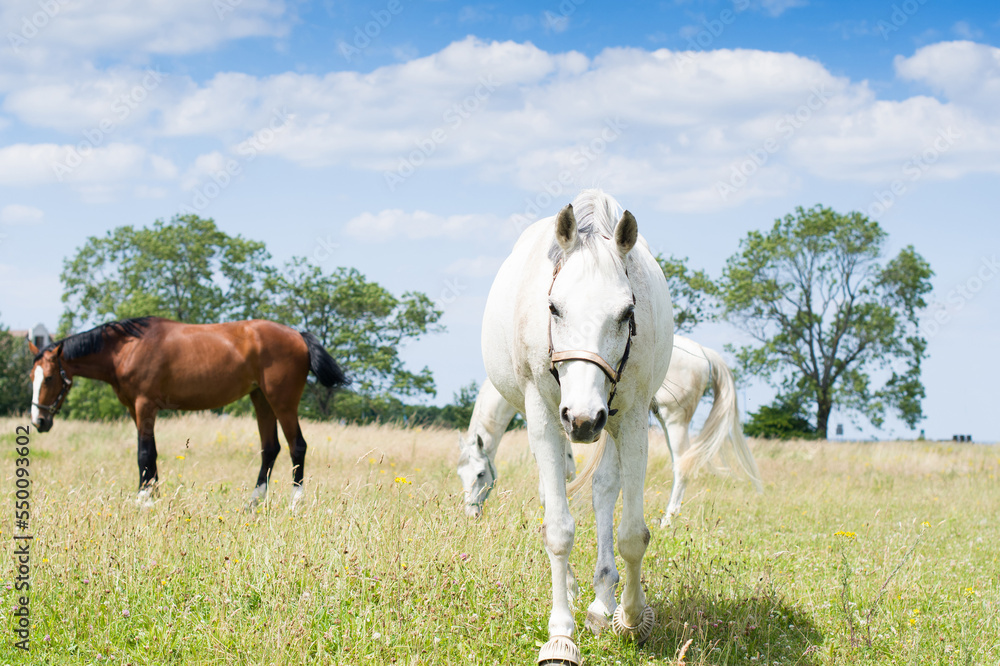 Obraz premium portrait horse