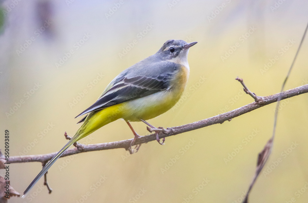 Grey Wagtail (Motacilla cinerea) is a wetland bird that lives near streams and lakes. It is usually lives in high places. Grey Wagtail (Motacilla cinerea) is a wetland bird that lives near streams and lakes. It is usually lives in high places.