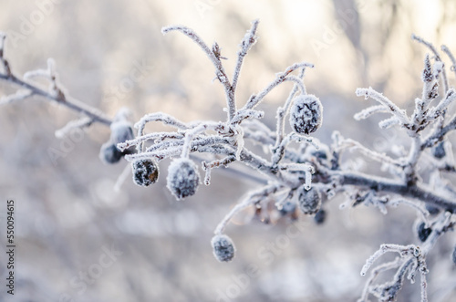 Frost-covered fruits of Prunus spinosa. Frost-covered fruits of Prunus spinosa. Frost-covered and frozen green fruits of Prunus spinosa.