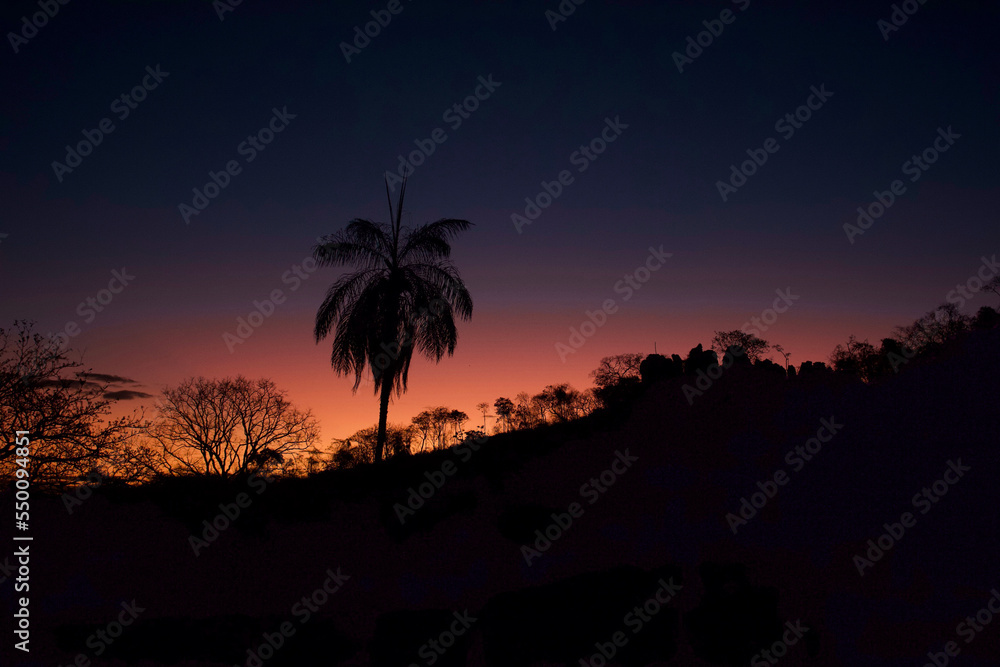 Obraz premium trees at sunset