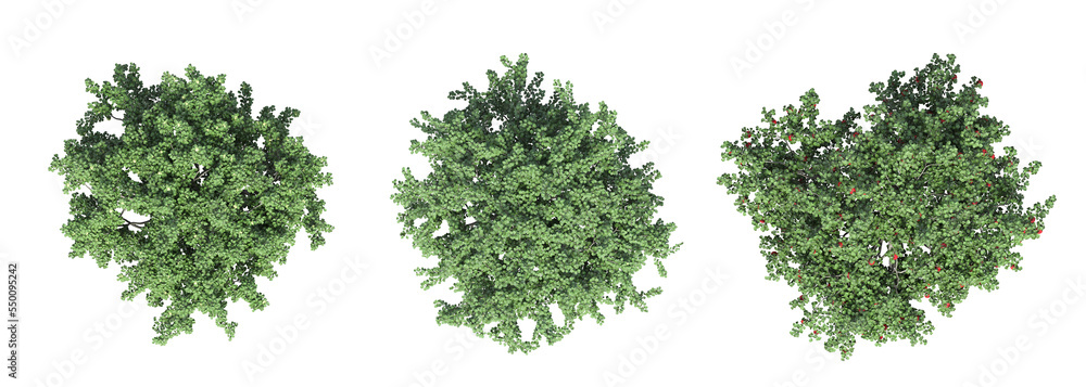 tree top view, isolated on white background, 3D illustration, cg render tree top view, isolated on white background, 3D illustration, cg render