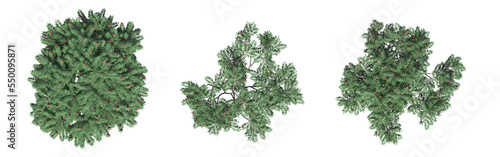 tree top view  isolate on a transparent background  3d illustration