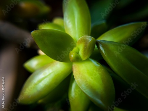 Closeup shot of a bright green coppertone stonecrop plant leaves photo