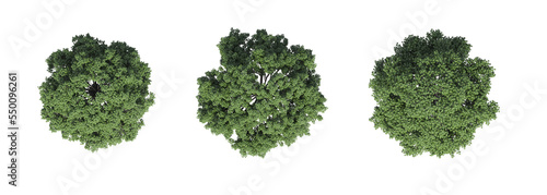tree top view, isolate on a transparent background, 3d illustration photo