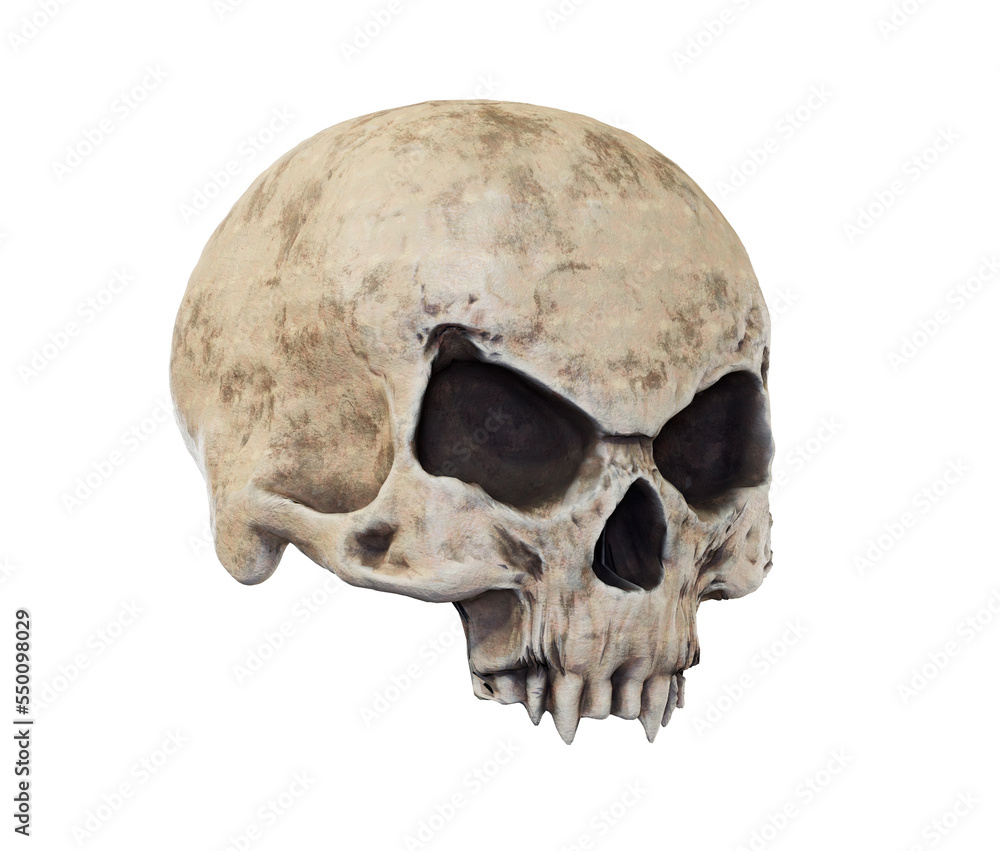 Obraz premium The vampire skull isolated 3d render